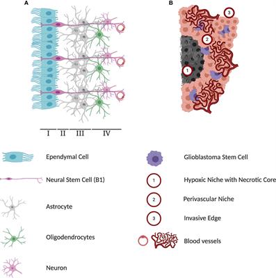 The Strange Case of Jekyll and Hyde: Parallels Between Neural Stem Cells and Glioblastoma-Initiating Cells